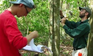 Learning from the forest