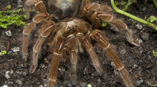 Goliath bird-eating tarantula (Photo by: Meghan Murphy, Smithsonian's National Zoo)