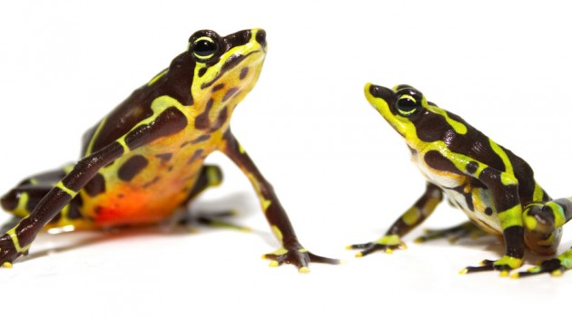 Limosa harlequin frogs (Photo by Brian Gratwicke)