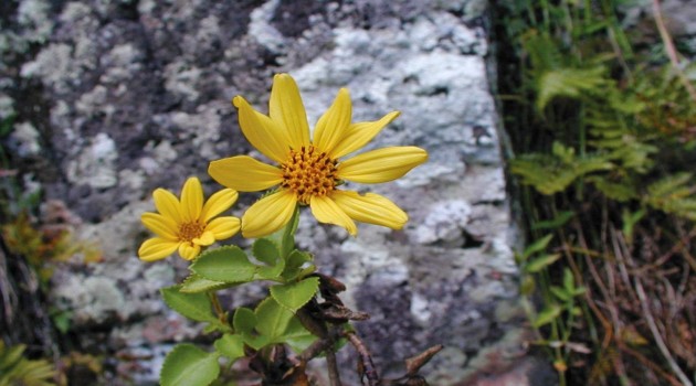 A close up of the newly discovered flowering plant: "Bidens meyeri."